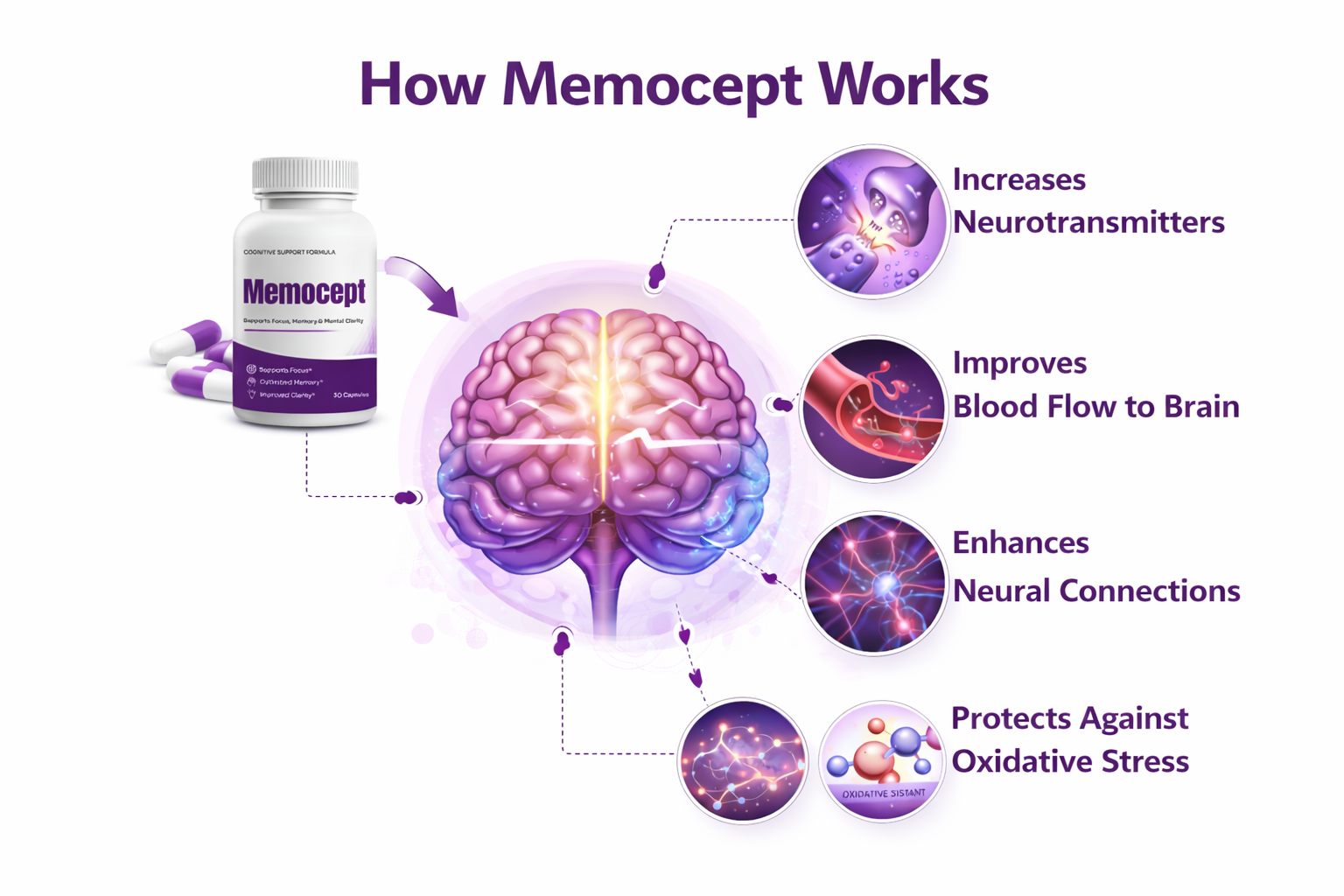 How Memocept supports brain blood flow and cognitive function